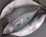 Foto langkah ke 2 dari resep Asam Manis Ikan kembung.