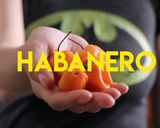Foto del paso 1 de la receta: Tiritas de pollo mango - habanero