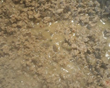 A picture of step 2 of Stroganoff, my way.