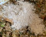 Foto del paso 3 de la receta: Hamburguesas de lentejas y avena