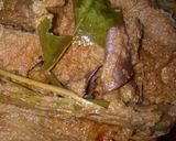 Foto langkah ke 5 dari resep Rendang daging sapi sederhana.