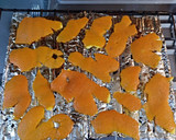 Foto del paso 2 de la receta: Piel de naranja en polvo