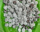 Foto langkah ke 2 dari resep Boba Nutrijel.