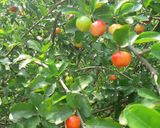 รูปขั้นตอนการทำที่ 1 ของ Acerola Cherry Cider Vinegar น้ำส้มหมักชีวภาพเชอร์รี่ดอย/ไทย