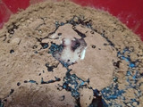 Torta húmeda de chocolate con cubierta. Medio kilo