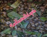 Foto del paso 1 de la receta: Ceviche de caracoles