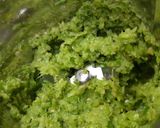 A picture of step 2 of Green Garlic And Fresh Haldi Instant Pickle.