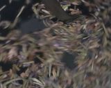 Foto del paso 1 de la receta: Infusión de lavanda 🪻 🫖 especial para última hora del día acompañada de buena lectura 📚