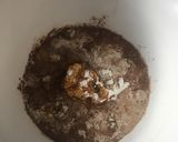 Foto del paso 2 de la receta: Budín de chocolate