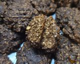 Foto del paso 4 de la receta: Galletitas de bananas, avena y cacao saludables