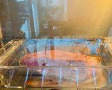 Foto langkah ke 2 dari resep 56. TUNA STEAK Saus Krim.
