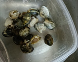 Foto del paso 3 de la receta: Cangrejos de río a mi estilo!!!