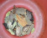 A picture of step 7 of Vegetable Tahiri.