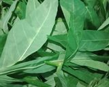 Foto langkah ke 1 dari resep Santan daun singkong.