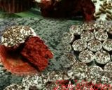 A picture of step 2 of Red Velvet Cupcakes.