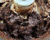 Foto del paso 1 de la receta: ✨💝Bombones de higo y nuez 💝2 ingredientes 💝✨