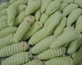 Foto langkah ke 7 dari resep Caterpillar Cookies ekonomis.