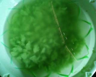 Dawet cendol ijo lumut - Step 5