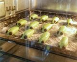 A picture of step 7 of Caterpillar Cookies.