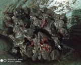 Foto langkah ke 7 dari resep Paru sapi masak lada hitam.