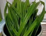 Foto langkah ke 2 dari resep Endapan Pandan / Air Pandan Homemade 🍀.