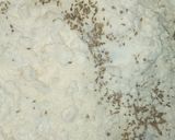 A picture of step 1 of Saanke mathri or khajuriya.