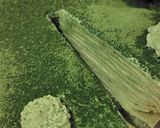 Une image de l'étape 3 de RikyuTea＆GreenTea mille-crêpes.