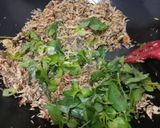 Foto langkah ke 4 dari resep Pampis / Abon Cakalang.