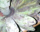 Foto langkah ke 1 dari resep Keripik Pisang.