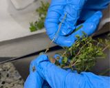 Hình bước làm 2 của món Cá hồi nướng rosemary và thyme