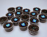 Foto langkah ke 10 dari resep Ketagih Cup Mini 1 Telur Jadi 25 Cups.