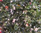 Foto langkah ke 3 dari resep Serbuk Beberok Rumput Laut (Ranten).