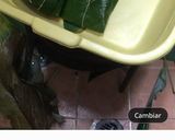 Foto del paso 2 de la receta: Tamales de arroz y masa con cerdo y pollo
