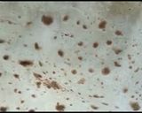 A picture of step 10 of Soft Roti.