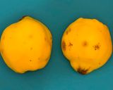 Foto del paso 17 de la receta: Locro de mayo, prehispánico y  contemporáneo