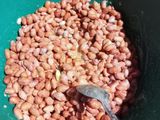 Kacang Kribo