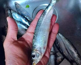 Foto del paso 3 de la receta: Sardinas al horno con verduras asadas en los mismos jugos