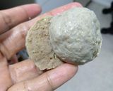 Foto langkah ke 8 dari resep Bakso Sapi Low Carb versi menggunakan standing Mixer.