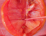Foto del paso 4 de la receta: Tomates asados al horno, rellenos de pulpos en salsa de ostras