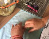 Foto del paso 6 de la receta: Rollitos primavera