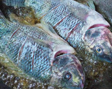 Foto langkah ke 2 dari resep 447. Pesmol Ikan Nila khas Sunda.