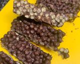 Foto del paso 5 de la receta: Barritas de chocolate con quinoa inflada
