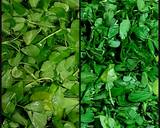 Methi paneer makhani recipe step 1 photo