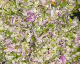 صورة لخطوة 1 من وصفة صينية رز لذيذة وسهلة