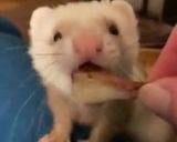 Foto del paso 15 de la receta: Premios de conejo seco para tu hurón mascota