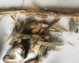 Foto del paso 4 de la receta: Capellán (abadejo) en conserva de aceite