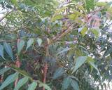 Neem Aloo Bhaja recipe step 1 photo