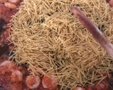 Foto del paso 6 de la receta: Fideuà de galeras y gambitas, al azafrán