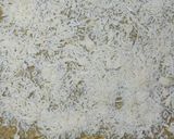 Une image de l'étape 6 de Babka au pesto.