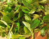 صورة لخطوة 2 من وصفة افازين (شربة الاعشاب) 🍵🍵